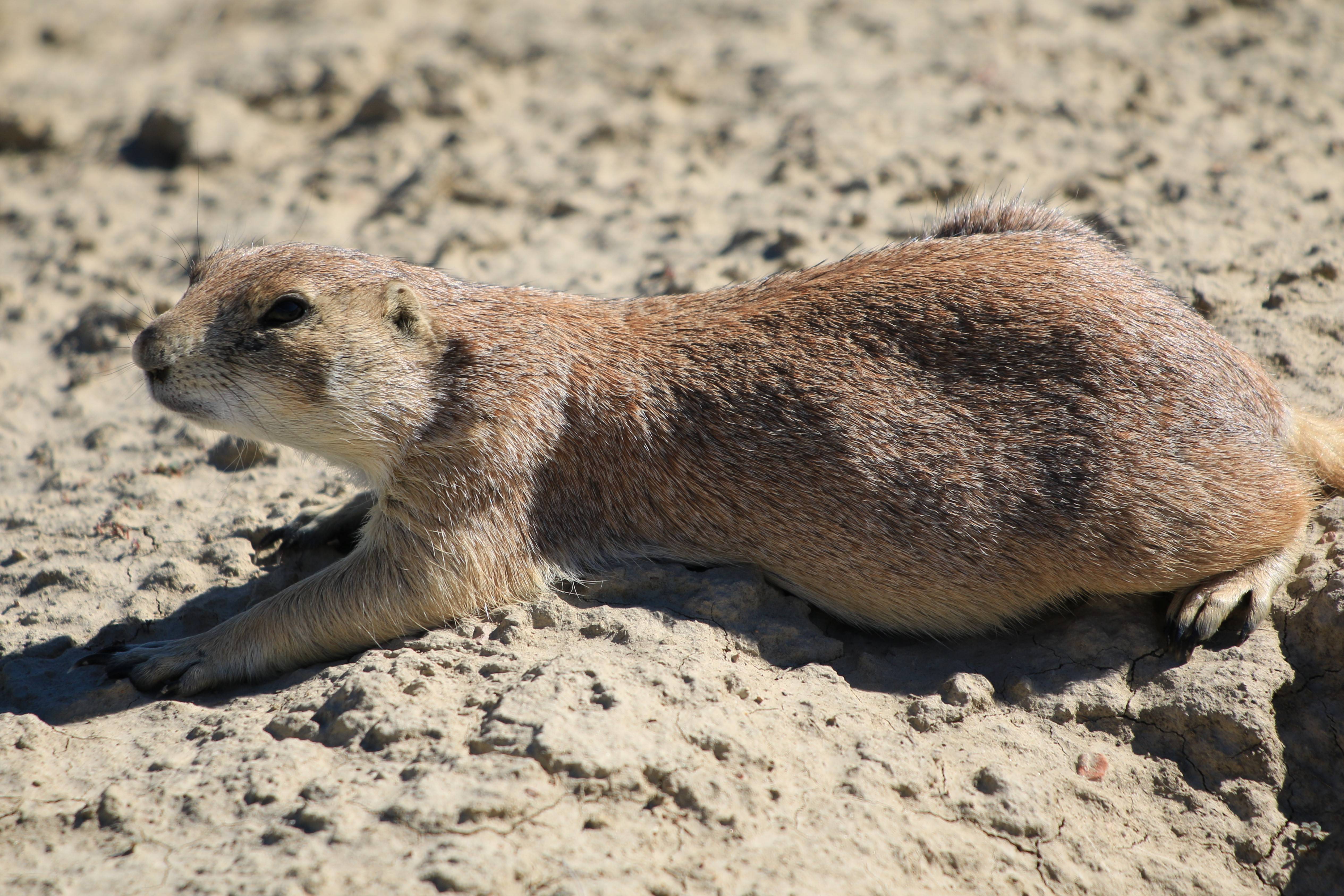 Theodore Roosevelt NP